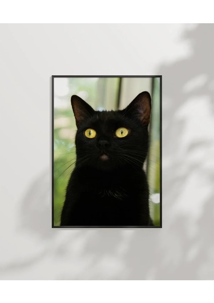 Siyah Kedi Portresi Poster