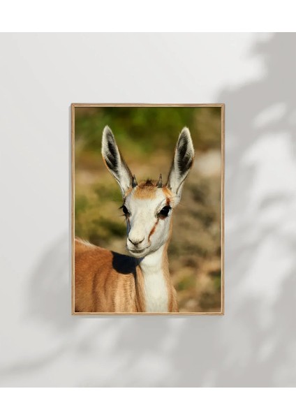 Antilop Portresi modelleri