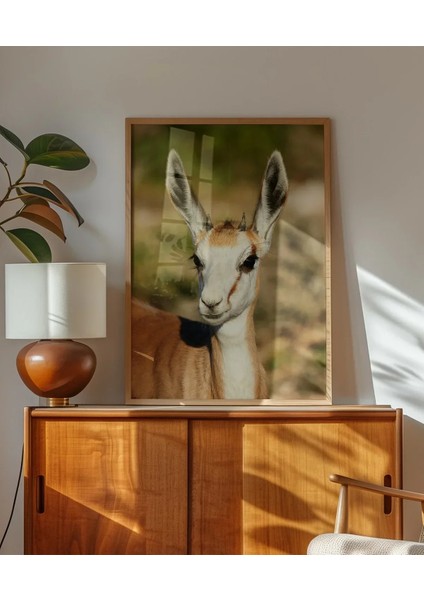 Antilop Portresi fırsatları