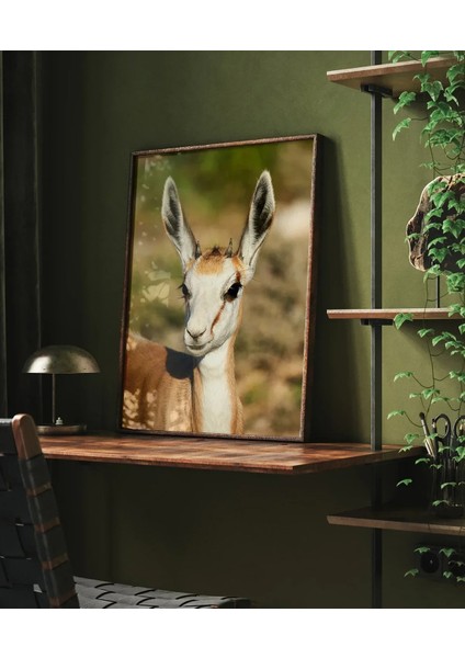 Antilop Portresi indirimleri