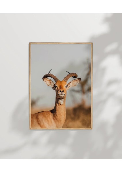 Zarif Ceylan Poster modelleri