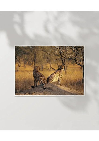 Çift Yırtıcı Kuşlar Poster indirimleri