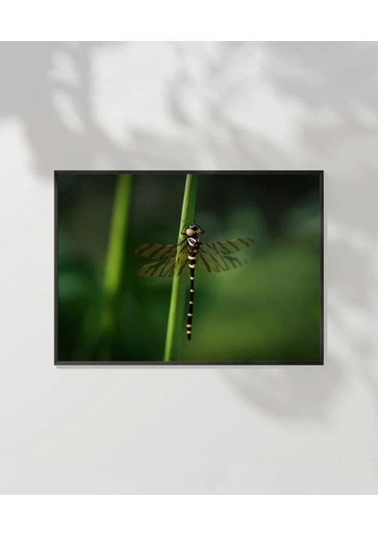 Yeşil Arka Planda Yusufçuk Poster