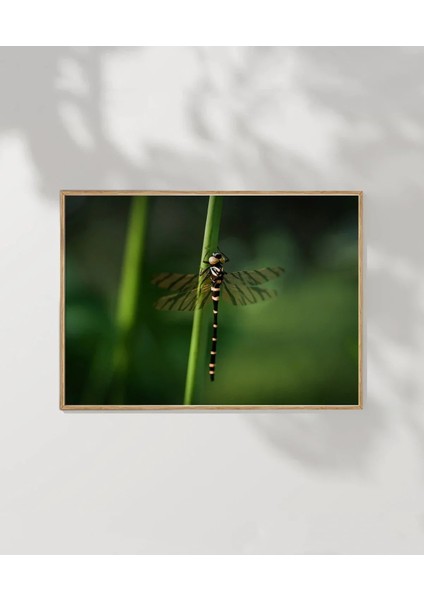 Yeşil Arka Planda Yusufçuk Poster modelleri