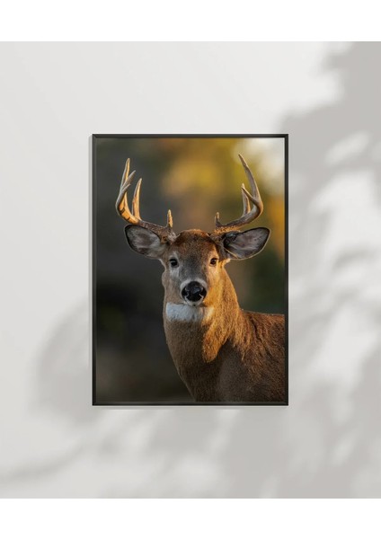 Ormandaki Geyik Poster