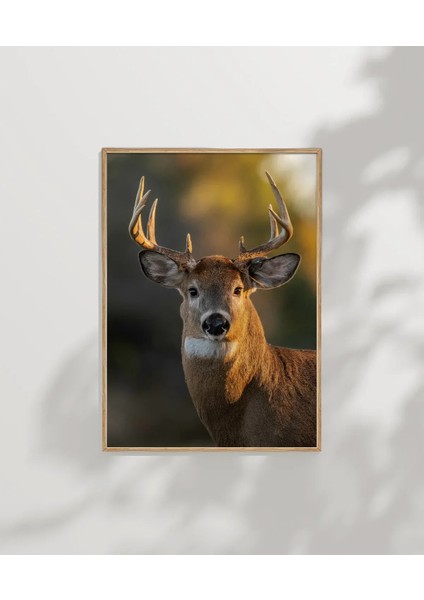 Ormandaki Geyik Poster modelleri