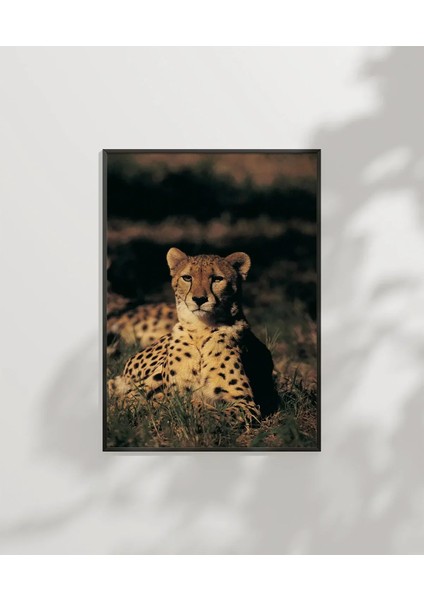 Çayırda Yatan Çita Poster