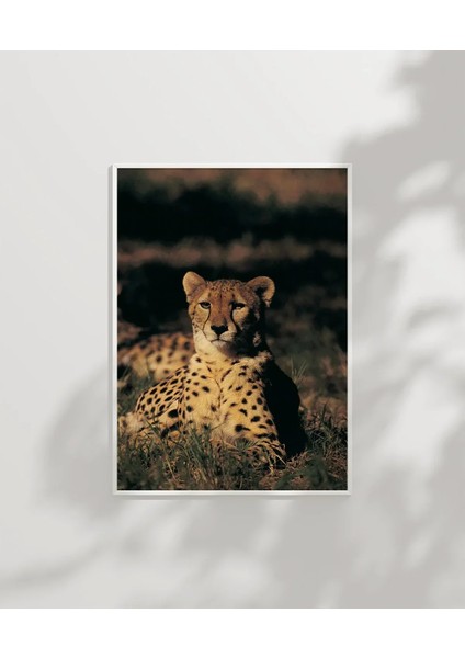 Çayırda Yatan Çita Poster modelleri