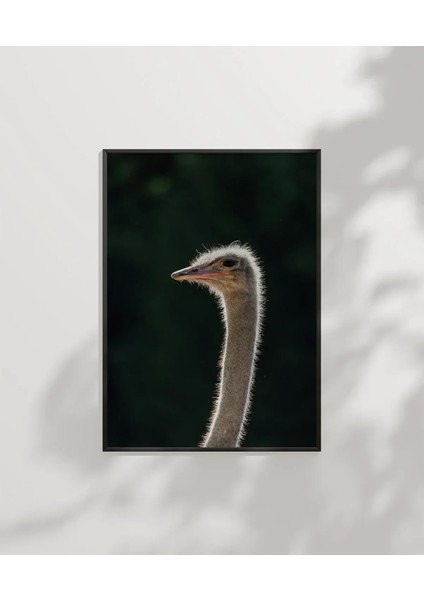 1. Devekuşu Portresi Poster