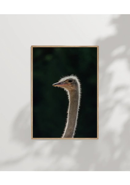 1. Devekuşu Portresi Poster modelleri