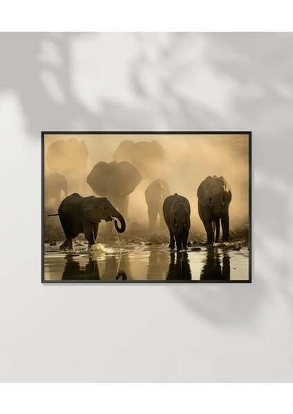 Fil Ailesi Gün Batımı Poster