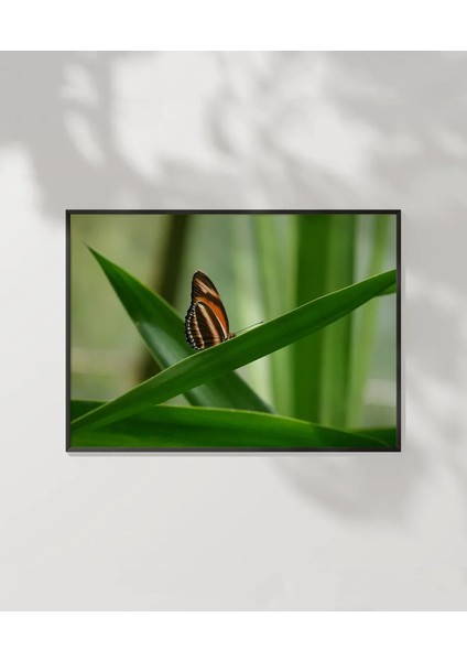 Kelebek Baharı Poster