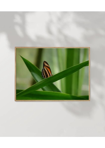 Kelebek Baharı Poster fırsatları