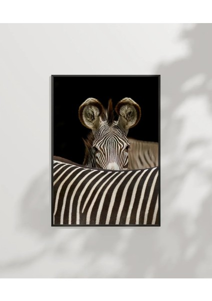 Zebra Yakın Plan Poster