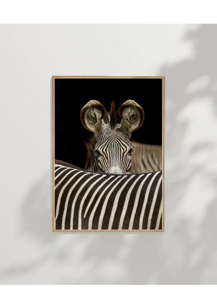 Zebra Yakın Plan Poster modelleri