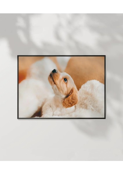 Yavru Köpek Bakışı Poster