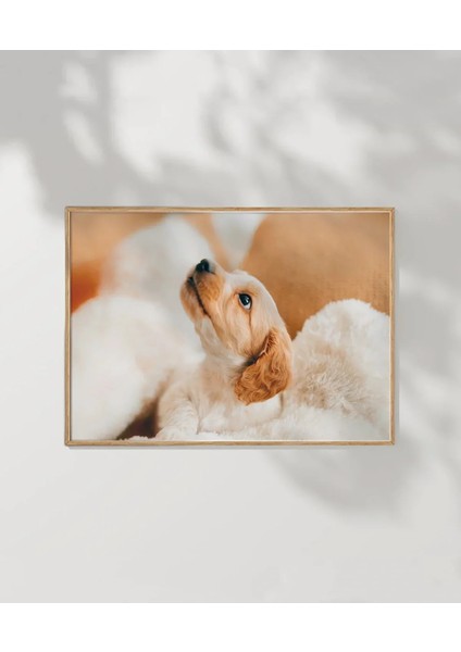 Yavru Köpek Bakışı Poster modelleri
