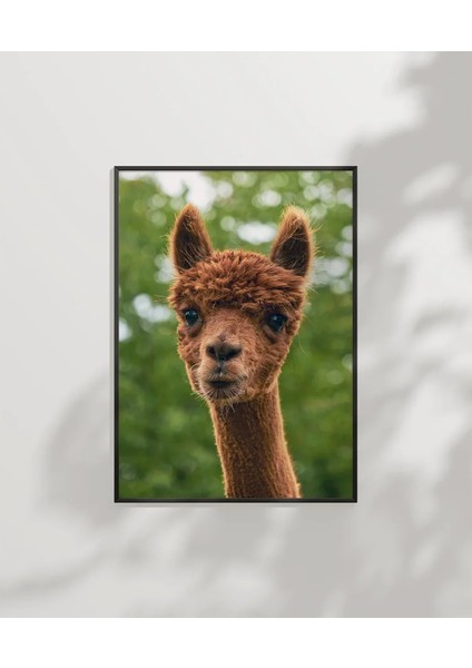 Kahverengi Lama Poster