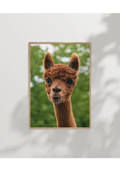 Kahverengi Lama Poster modelleri