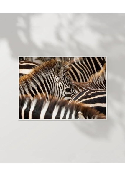 Zebra Deseni Poster modelleri