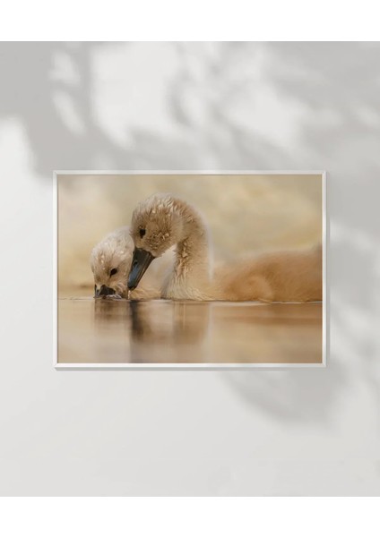 Yavru Ördekler Poster modelleri