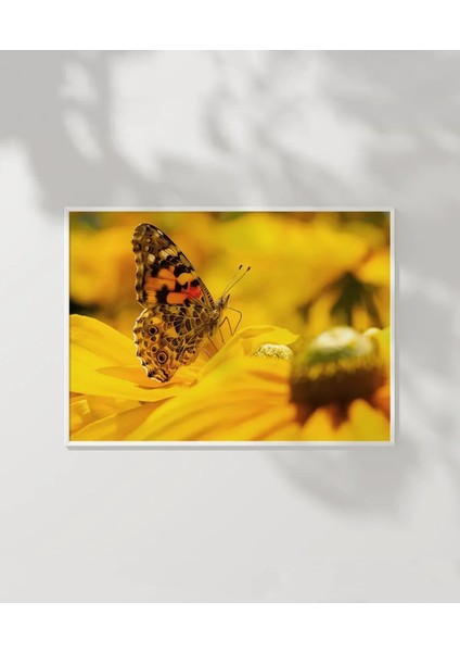 Ayçiçeği ve Kelebek Poster fırsatları