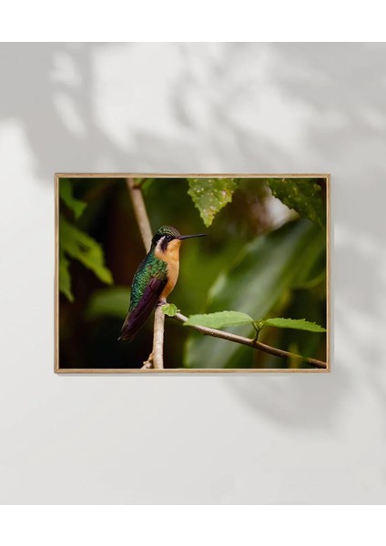 Tropikal Kuşlar Poster modelleri