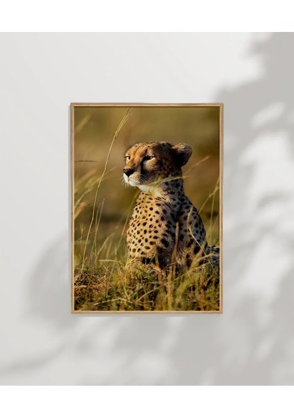 Çayırda Oturan Çita Poster modelleri