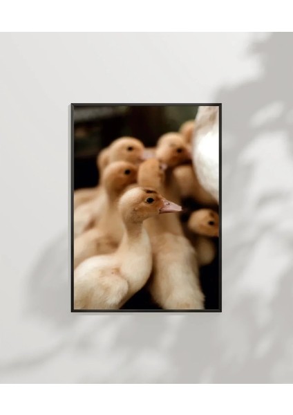 Civcivler Grubu Poster