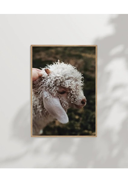 Sevimli Kuzu Poster modelleri