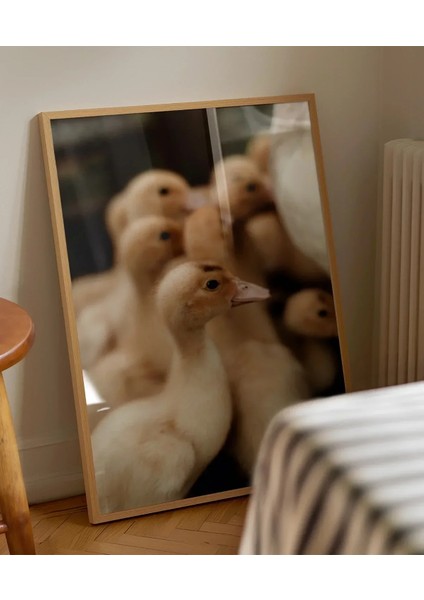 Civcivler Grubu Poster fırsatları