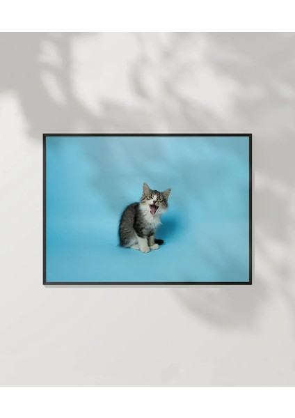 Mavi Fon Üzerinde Gri Kedi Poster