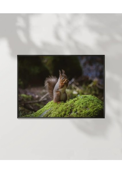 Sincap Doğada Poster