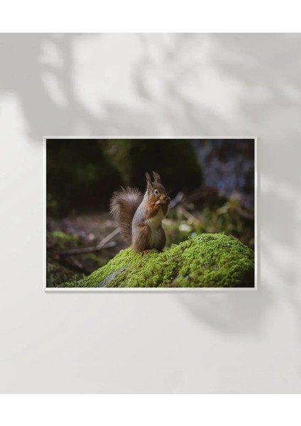 Sincap Doğada Poster modelleri