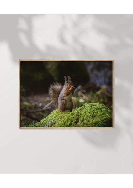 Sincap Doğada Poster fırsatları