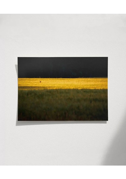 Altın Tarlada Kuş Poster