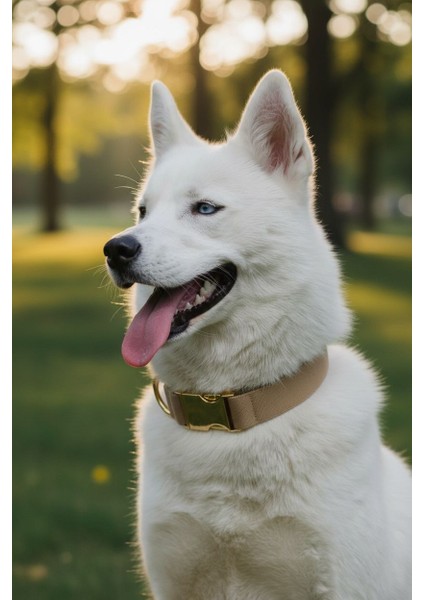 Chocolate Köpek Boyun Tasması -Charm Hediyeli fiyatları