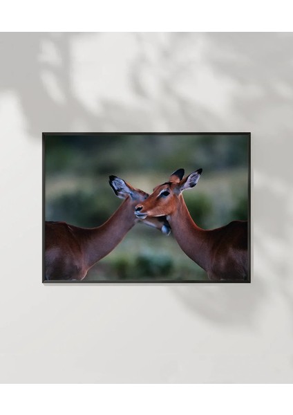 Sevgi Dolu Ceylanlar Poster