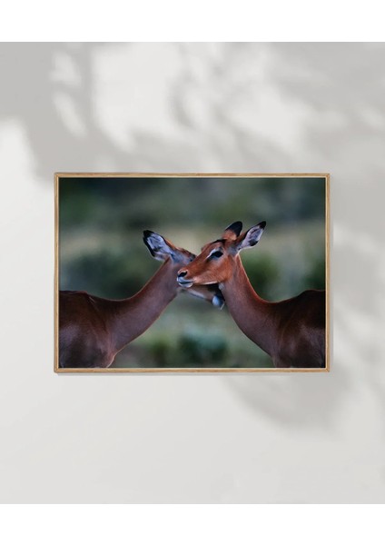 Sevgi Dolu Ceylanlar Poster fırsatları