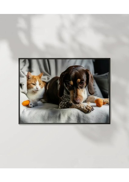 Kedi ve Köpek Dostluğu Poster