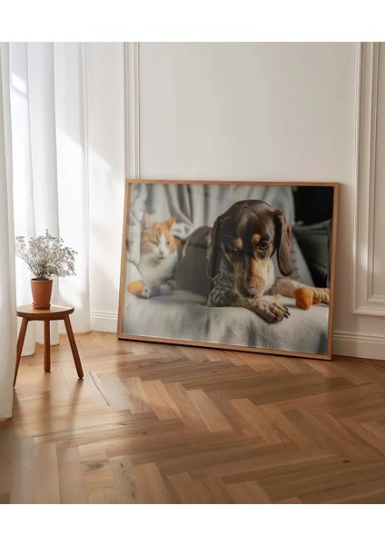 Kedi ve Köpek Dostluğu Poster indirimleri