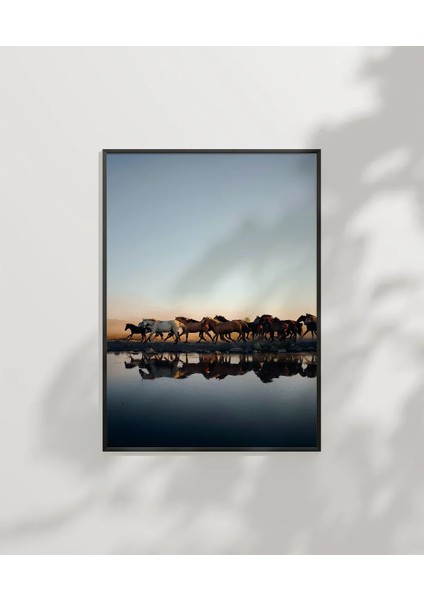 Gölde Su Içen Zebralar Poster