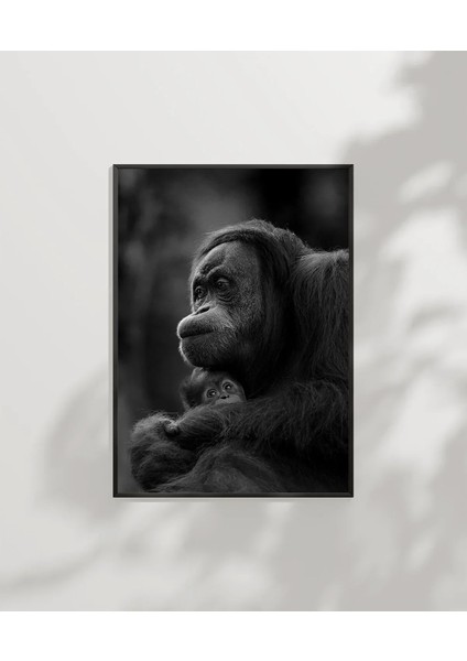 Düşünen Maymun Poster