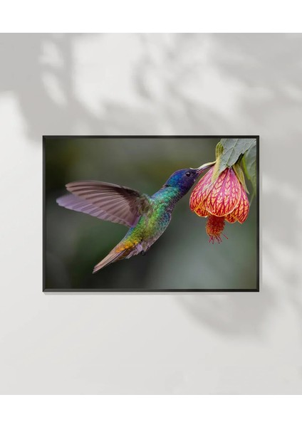 1. Nektar Içindeki Hummingbird Poster
