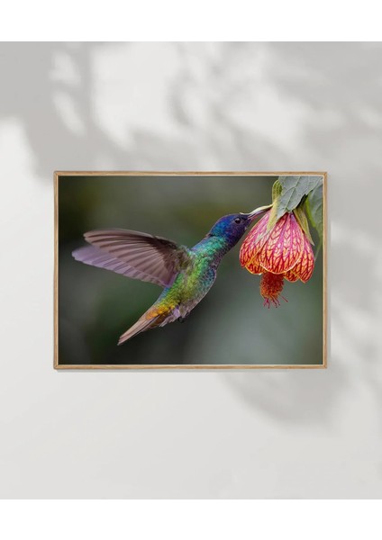 1. Nektar Içindeki Hummingbird Poster modelleri