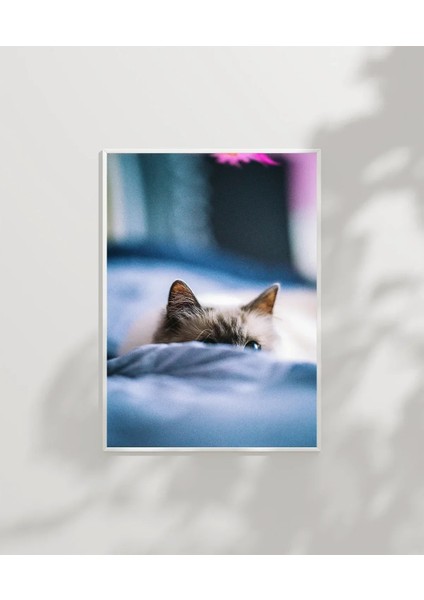 Battaniye Altındaki Kedi Poster modelleri