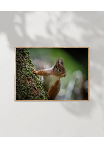 Dağ Sincabı Poster fırsatları