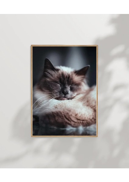 Uyuyan Kedi Poster indirimleri