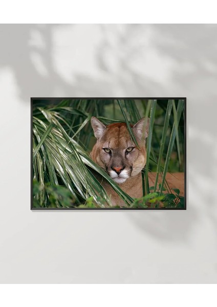 Ormandaki Puma Poster