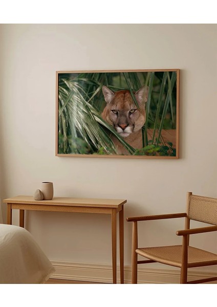 Ormandaki Puma Poster modelleri